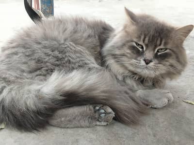persian cat 2nd coat