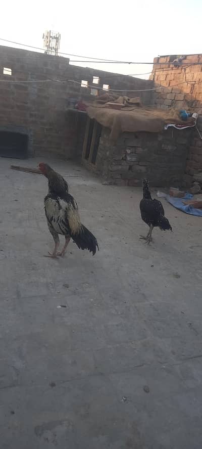 aseel murga or murgi for Sall breeder piar ha