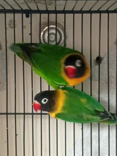 black mask. yellow  chase