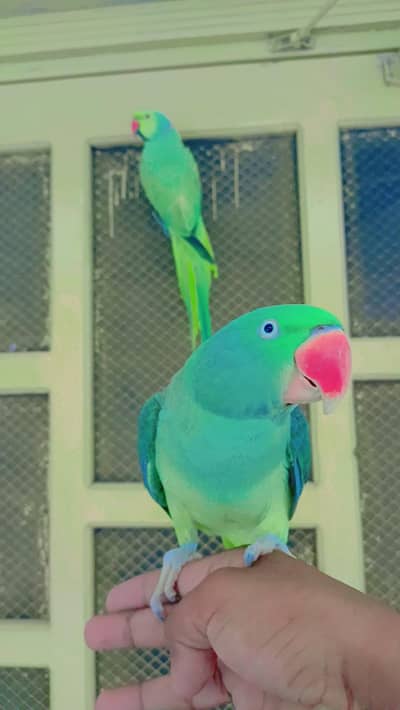 raw parrot female habit on hand