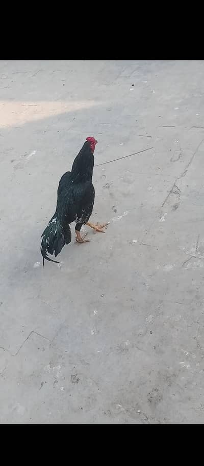 aseel mianwali lasani pure