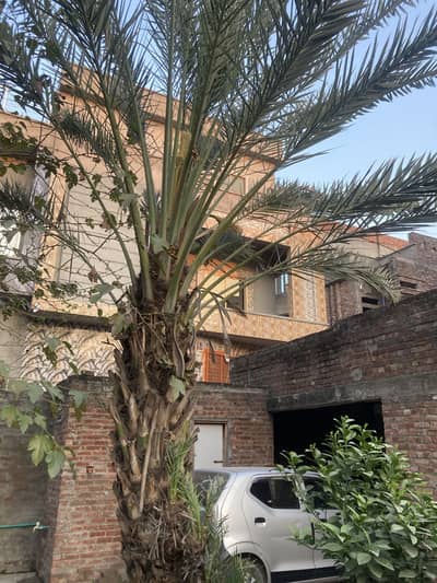 Male khajoor plant with flowers