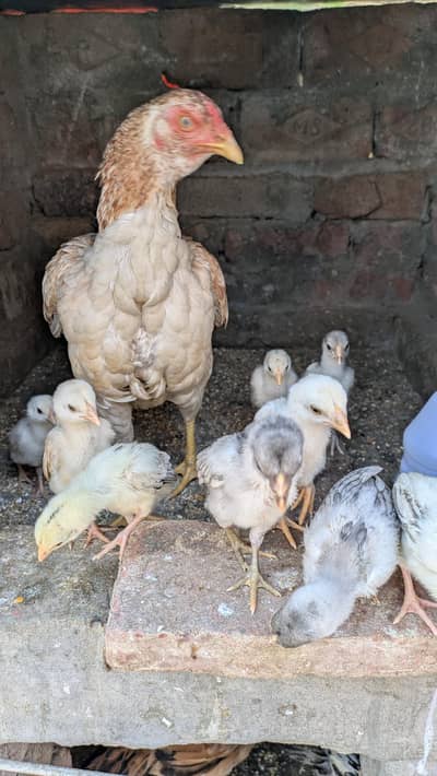 Aseel Hens & Chicks For sale