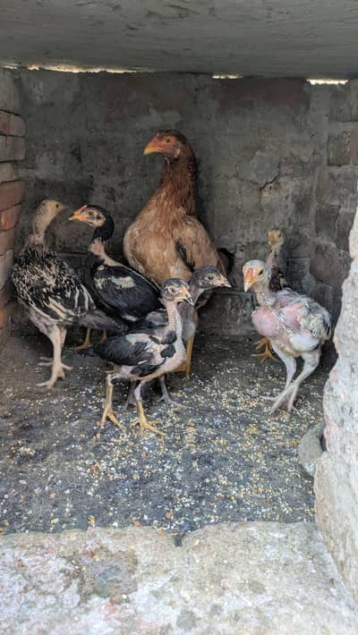 Aseel Hens & Chicks For sale
