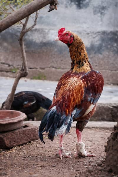 Aseel murgha, pattha, rooster