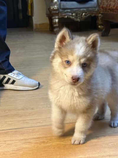 Puppies for Sale 03355550785 WhatsApp Golden Retriever