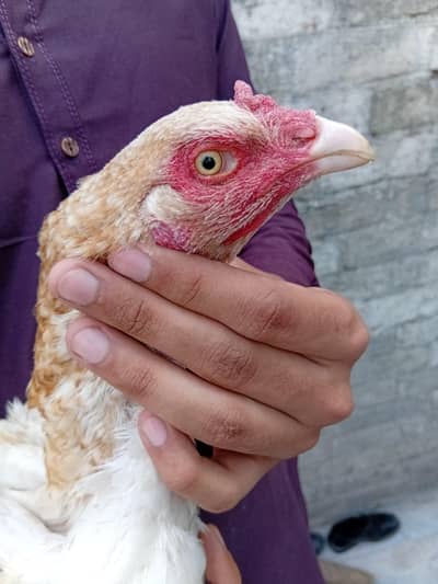 Pakistani aseel female