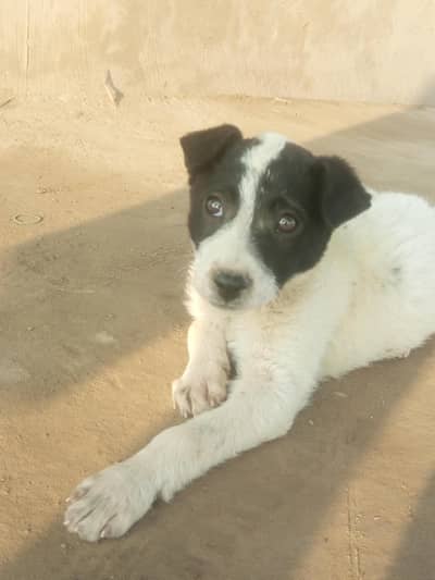 "Cute Female Puppy for Sale – 2 Months Old"