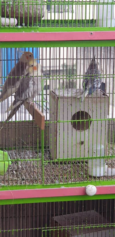 1 pair and 1 female cocktail parrot and 1 love bird pair and cage
