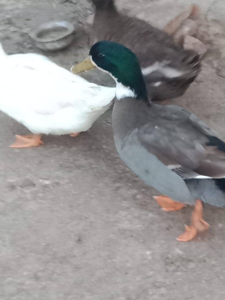 Ducks 2