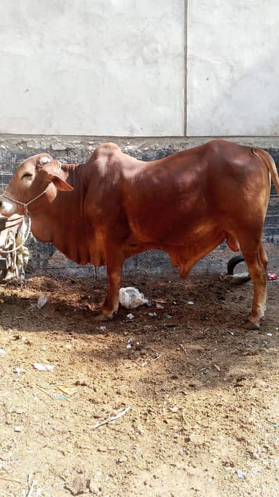 Nasli Bachra for Qurbani Lovers