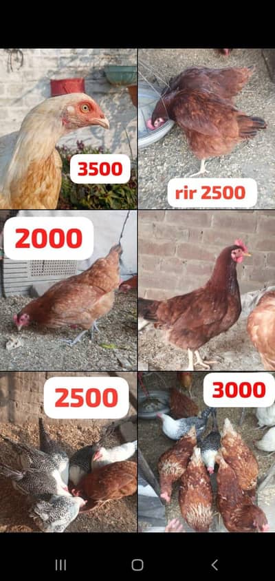 aseel mianwali lohman golden rir