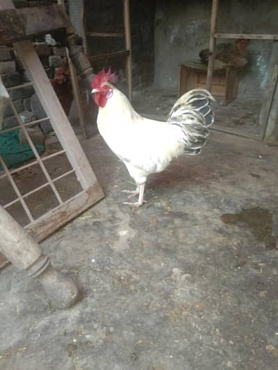 1 Mugha and 3 murgiya for sale . Fit and active.