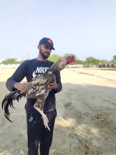 Long hight Kasna lasani