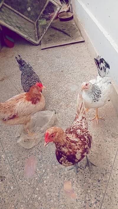 4 Desi Hens for sale