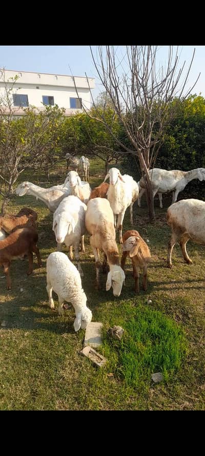 Talagangi | Dumby | sheep | Male dumby | Female dumby