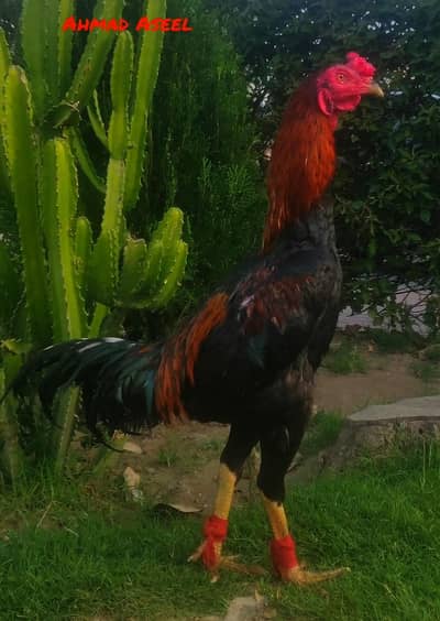 Thai/pokya/Turkish hint