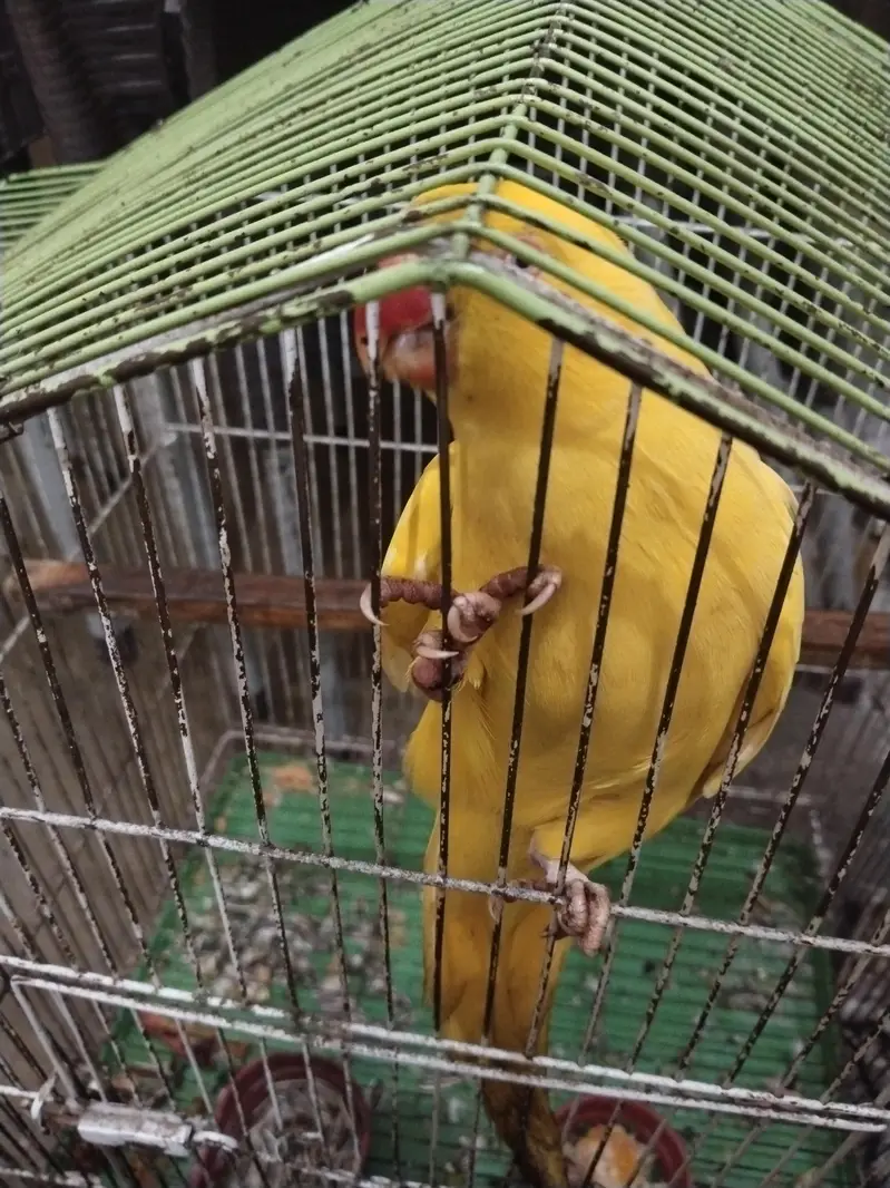 THE GRAND PARROT