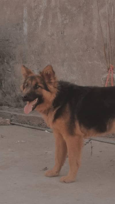 German shepherd female for sale