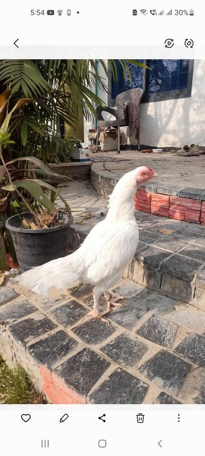 Heera murghi | Paper white heera murghi | white hen