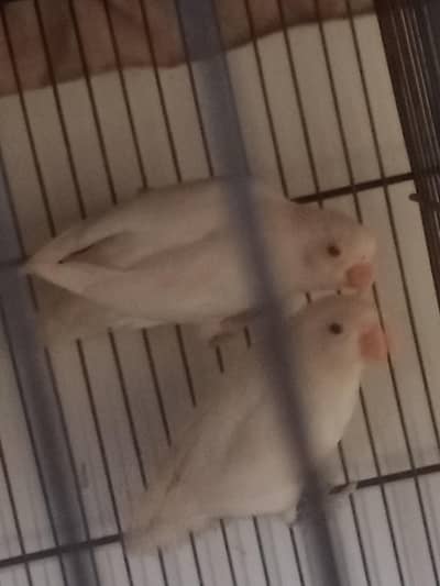 Albino Parrot Pair | Male Black Eye & Female Red Eye | 3 Saal