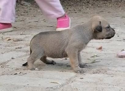 bagiyari female puppy