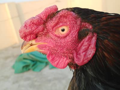 Pure mian wali lasani aseel black (03492204066)whattsapp