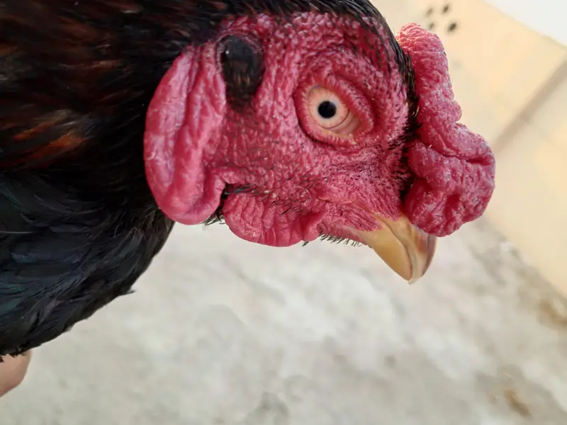 Pure mian wali lasani aseel black (03492204066)whattsapp — photo 2