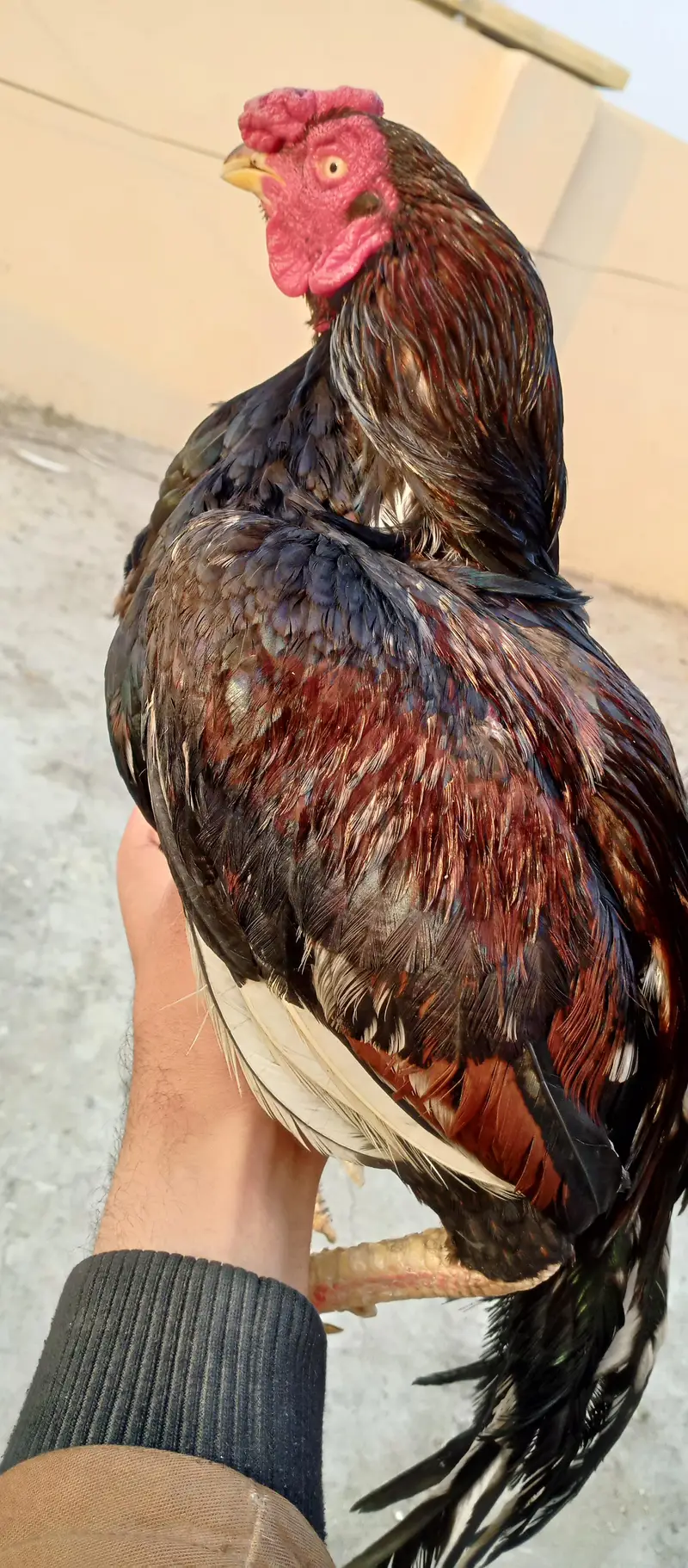 Pure mian wali lasani aseel black (03492204066)whattsapp — photo 6