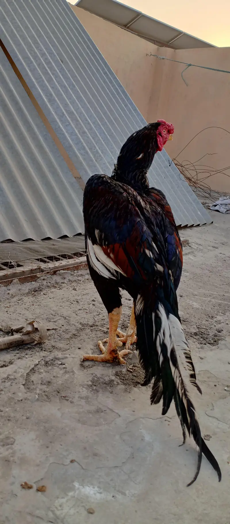 Pure mian wali lasani aseel black (03492204066)whattsapp — photo 8