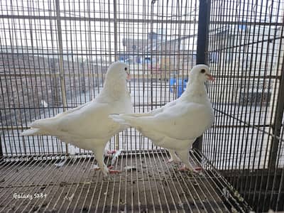 Breeder Rasar pair available for sale. .