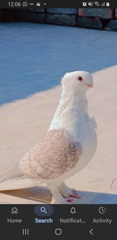 niski breeder pair. sentient breeder pair. fancy sentinent Desi murgha