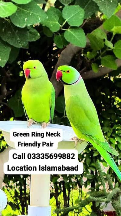 Friendly Pair Green Ring Neck Parrots Male/Female Jumbo Size