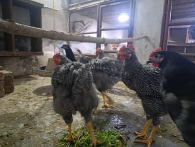 Plymouth Rock 1 mail 3 Female for sale