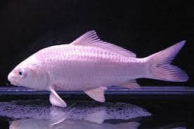 Aquarium fish in cheap price