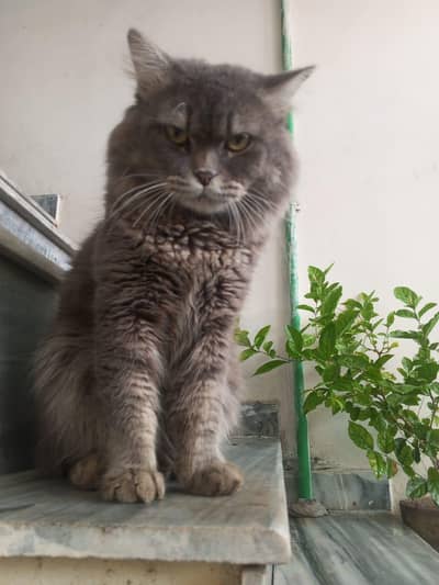 home breed and urgent sale