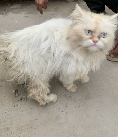 Good and healthy cat