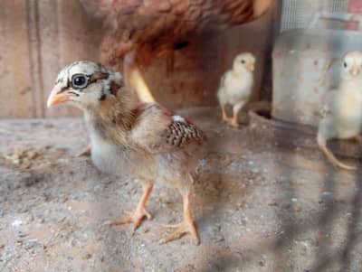 Aseel chicks chuza aseel murghi