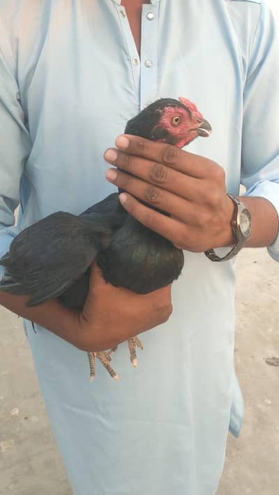 2 patha aur 3 pthiya for sale location metal Chowk