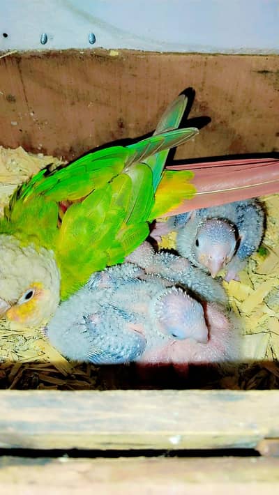 yellow sidid cnour chiks for sale 4 baby