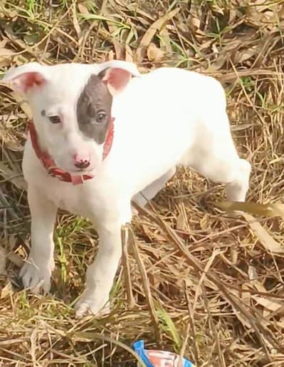 Guwahati gultair mail 45 days for sale