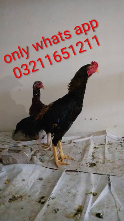 Aseel Pair come whats app