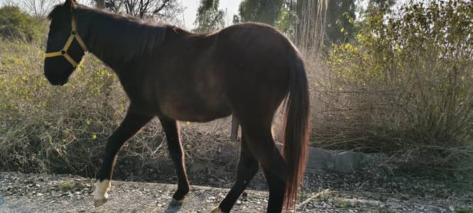 mushka 5 kaliyan 18 months age wchera