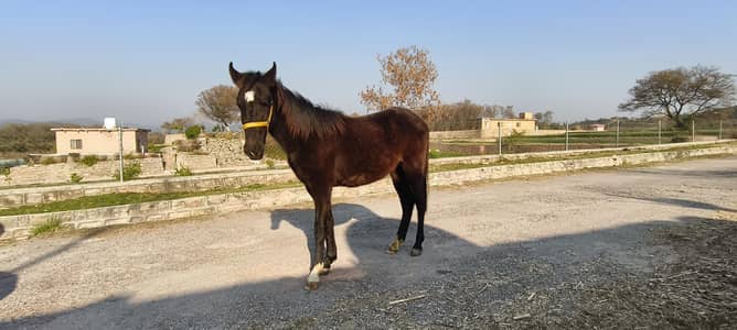 mushka 5 kaliyan 18 months age wchera