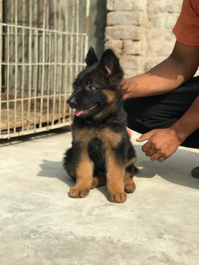 German Shepherd pappi mail long coat for sale
