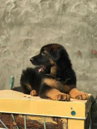 German shepherd puppy male for sale 0309=0097784