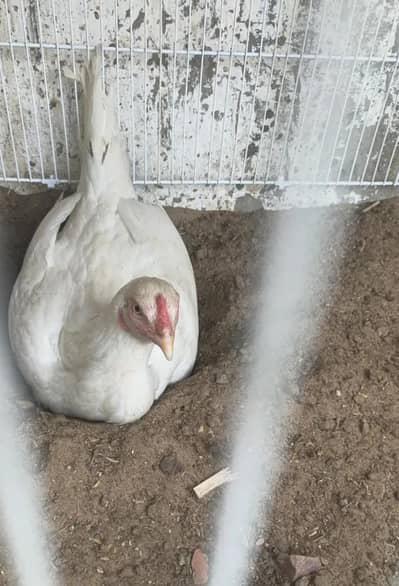 heera female with eggs