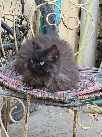 grey black percian kitten