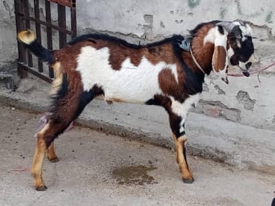 Bakra or bakri pair for sale