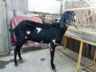 bakri for sale 6 dant